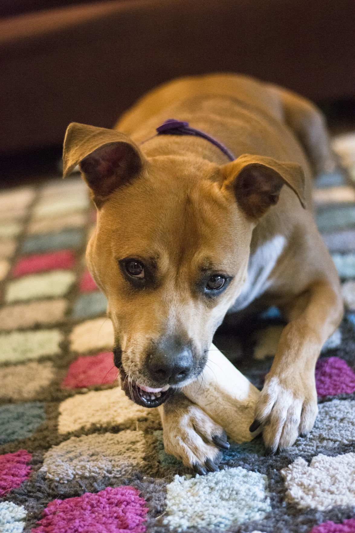 Roxy_3.jpg